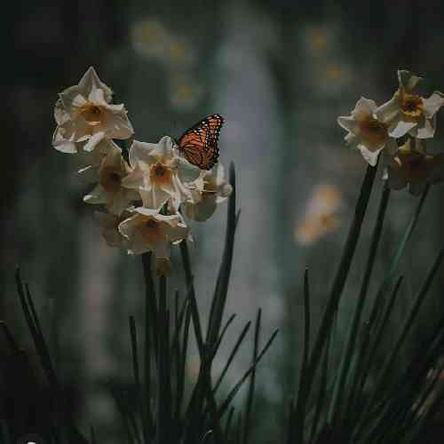 علیرضا زارع همش بازی نکن با عشقم پا میخوری میسوزی میگردی دنبال من